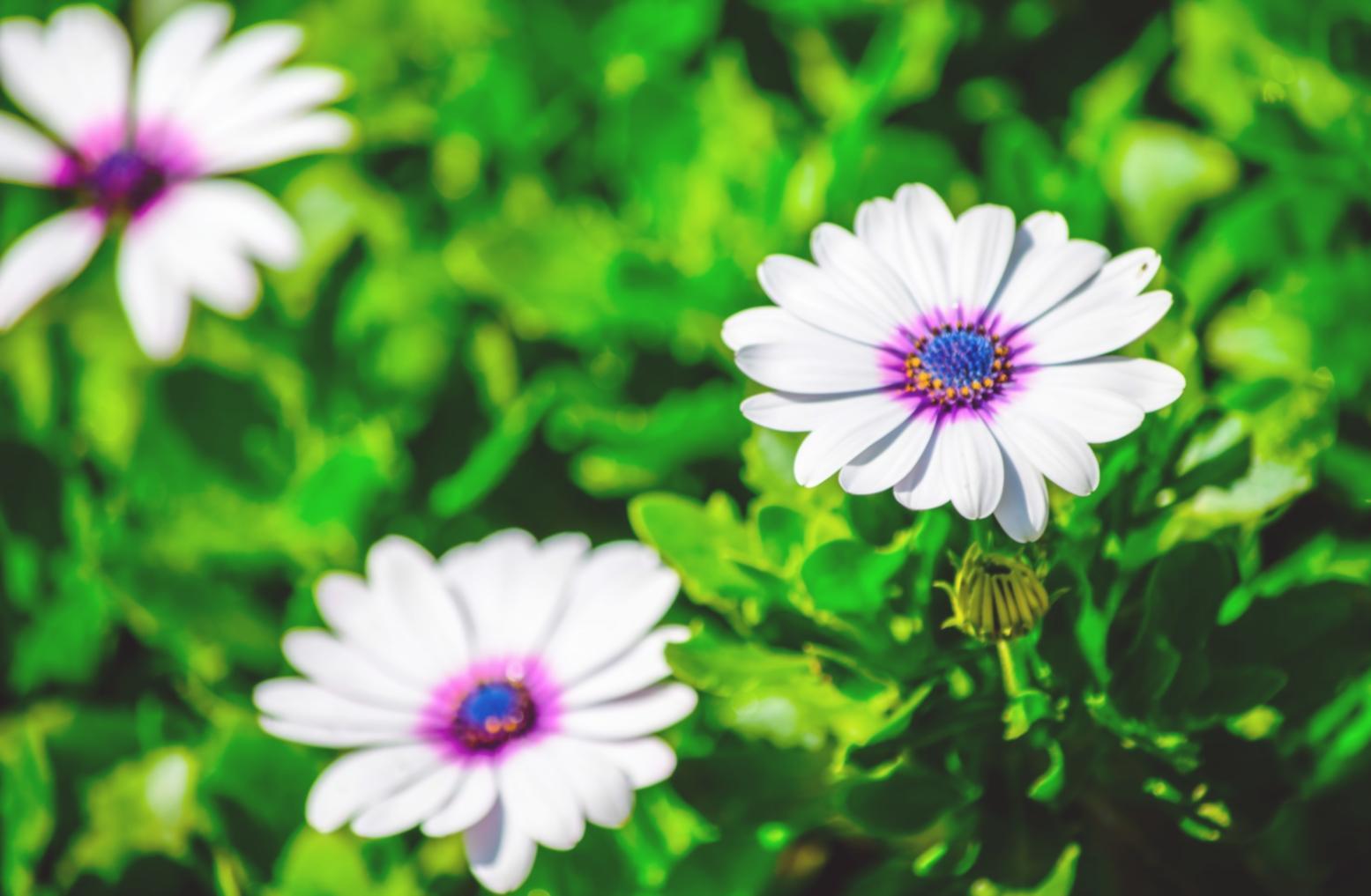 Mevsimsel çiçek kompozisyonları hazırlığı