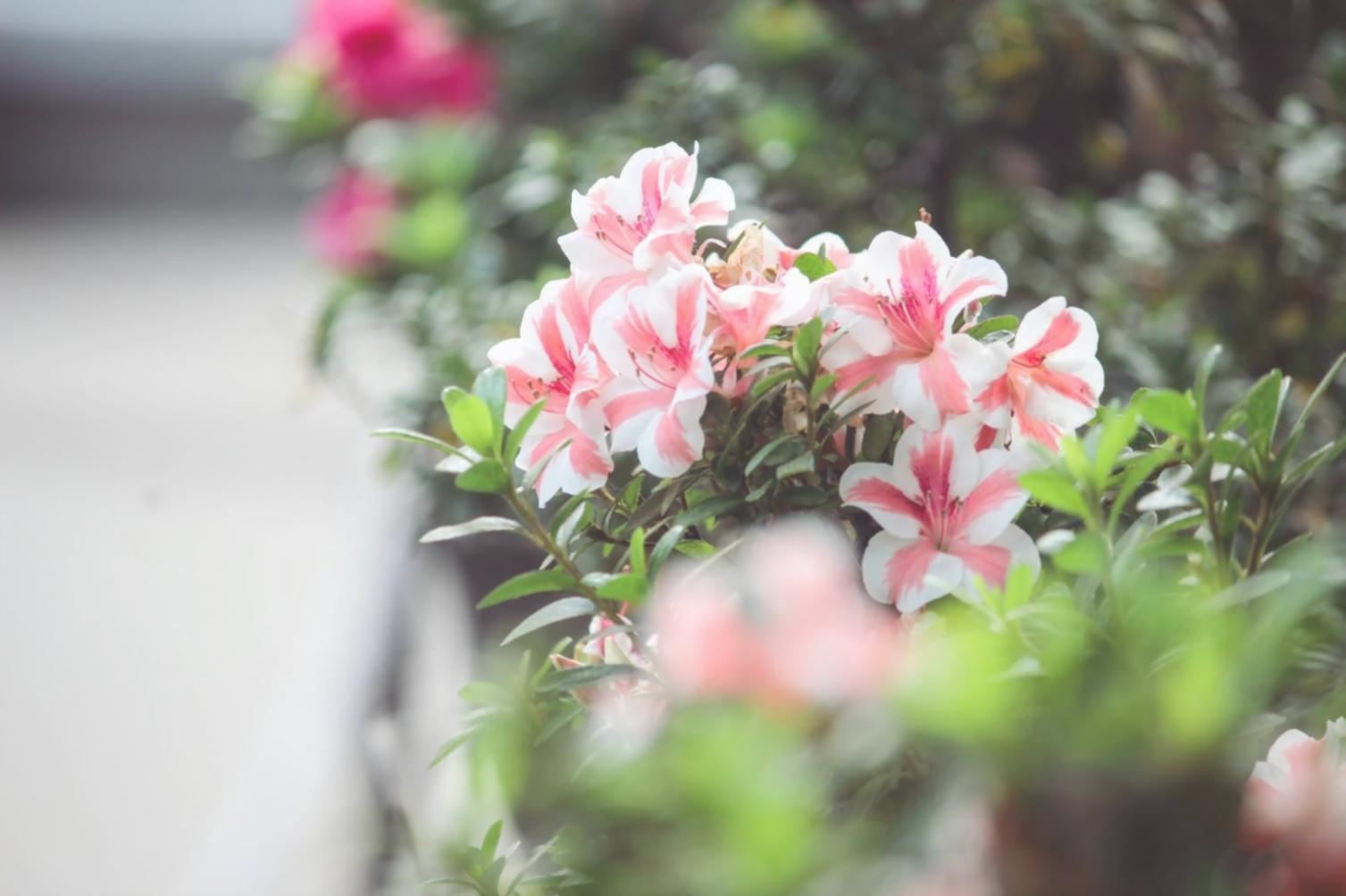 Mevsime uygun çiçek kompozisyonları