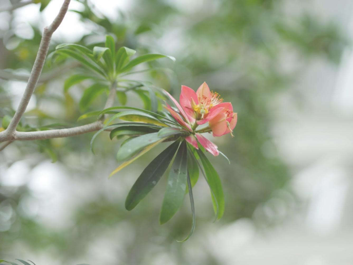 İlkbahar çiçek düzenlemesi örneği